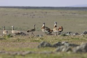 Images Dated 2nd April 2007: Great Bustard - Female and young males