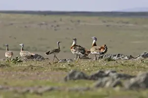 Bustards Prints: Great Bustard - Female and young males