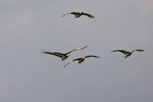 Bustards Prints: Great Bustard - In flight
