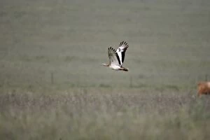 Images Dated 20th April 2007: Great Bustard - in flight - April - Plains of Belin - Extremadura - Spain