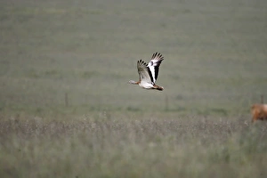 Images Dated 20th April 2007: Great Bustard - in flight - April - Plains of Belin - Extremadura - Spain
