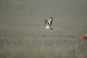 Bustards Prints: Great Bustard - in flight - April - Plains of Belin - Extremadura - Spain