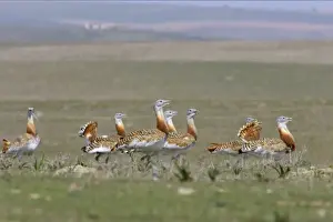 Great Bustard - Flock together Extramadura, Spain BI002656