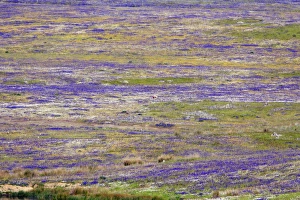 Images Dated 4th April 2008: Great Bustard lek - amongst wild flowers