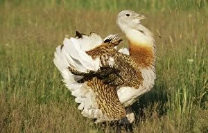 Bustards Gallery: Great Bustard - male, display