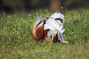 Images Dated 6th April 2008: Great Bustard - male displaying