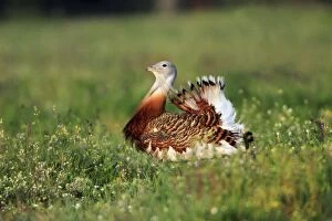 Images Dated 6th April 2008: Great Bustard - male displaying