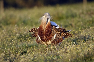 Great Bustard displaying male