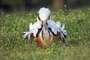 Images Dated 6th April 2008: Great Bustard - male displaying