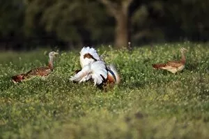 Great Bustard - male displaying to 2 females