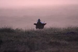 Great Bustard - male displaying at dawn