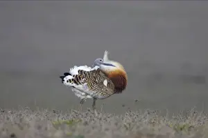 Great Bustard - Male, displaying Extramadura, Spain BI002583