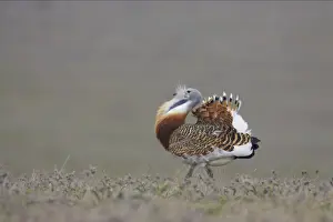 Great Bustard - Male, displaying Extramadura, Spain BI002607