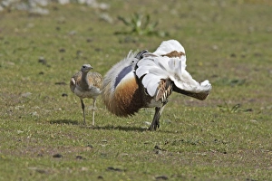 Great Bustard displaying male
