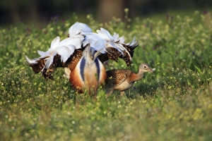 Images Dated 6th April 2008: Great Bustard - male displaying to female