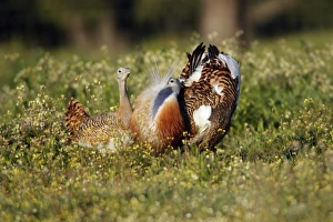 Great Bustard displaying male