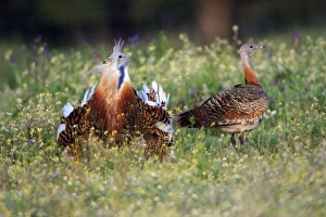 Images Dated 6th April 2008: Great Bustard - male displaying to female