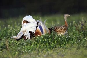 Images Dated 6th April 2008: Great Bustard - male displaying to female