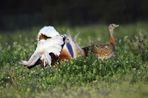 Images Dated 6th April 2008: Great Bustard - male displaying to female
