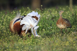 Images Dated 6th April 2008: Great Bustard - male displaying to female