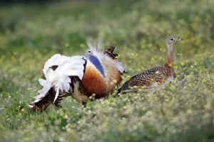 Images Dated 3rd April 2008: Great Bustard - male displaying to female, Alentejo, Portugal