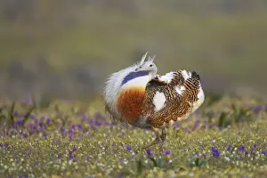 Great Bustard - Male displaying Otis tarda Extemadura, Spain BI009172