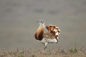 Images Dated 4th April 2005: Great Bustard - Male Extramadura, Spain BI002497