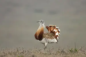 Great Bustard - Male Extramadura, Spain BI002497
