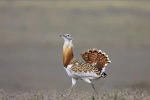 Images Dated 16th August 2005: Great Bustard - Male Extramadura, Spain BI002601