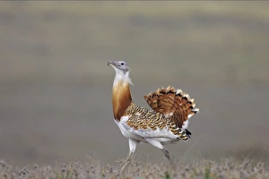 Images Dated 16th August 2005: Great Bustard - Male Extramadura, Spain BI002601