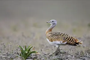 Great Bustard - Male Extramadura, Spain BI002620