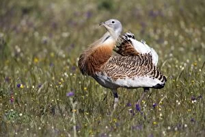 Great Bustard - male strutting through meadow displaying