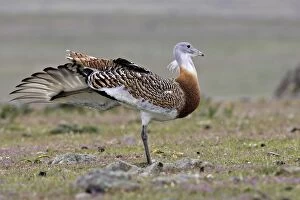 Great Bustard - Male with the wing outstretched, standing on one leg