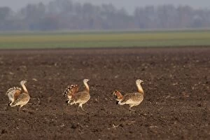 Bustards Gallery: Great Bustard - males in mating season