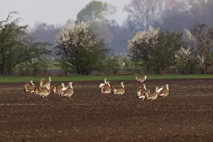 Bustard Prints: Great Bustard - males in mating season - Austria