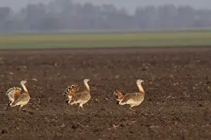 Great Bustard - males in mating season - Austria