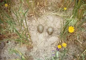 Bustards Gallery: Great Bustard - Nest and eggs