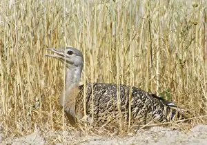 Bustard Prints: Great Bustard - at nest - Portugal