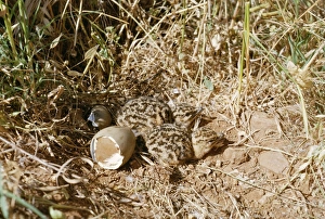 Images Dated 21st May 2004: Great Bustard Newly hatched chicks