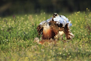 Images Dated 6th April 2008: Great Bustard - pair copulating