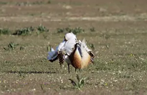 Leks Prints: Great Bustard WAT 401 Display Otis tarda © M. Watson / ARDEA LONDON