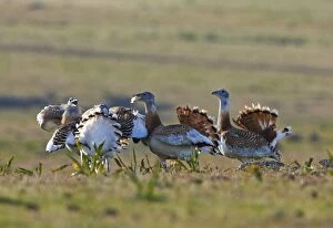 Images Dated 6th April 2007: Great Bustard - young males fighting on spanish stepps. Extremadura Spain