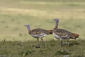 Great Bustards - female