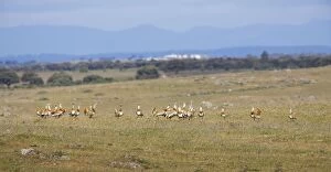 Images Dated 15th April 2009: Great Bustards - flock of 21 males - April