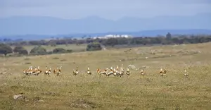Bustards Prints: Great Bustards - flock of 21 males - April - Plains of Belin - Extremadura - Spain