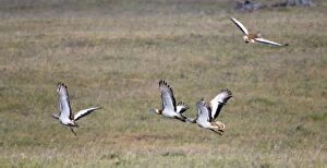 Great Bustards - flock in flight - April