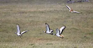 Bustards Prints: Great Bustards - flock in flight - April - Plains of Belin - Extremadura - Spain