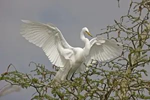Great / Common / American Egret - in flight landing at nest - Louisiana - USA