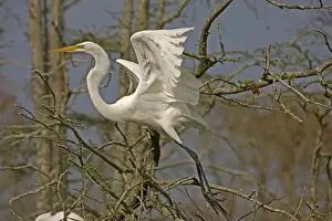 Great / Common / American Egret - in flight - Louisiana - USA