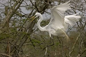 Taking Off Collection: Great / Common / American Egret - in flight - taking off from tree - Louisiana - USA
